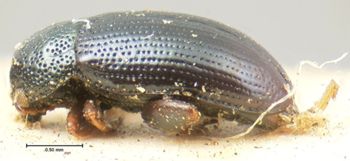 Media type: image; Entomology 18571   Aspect: habitus lateral view